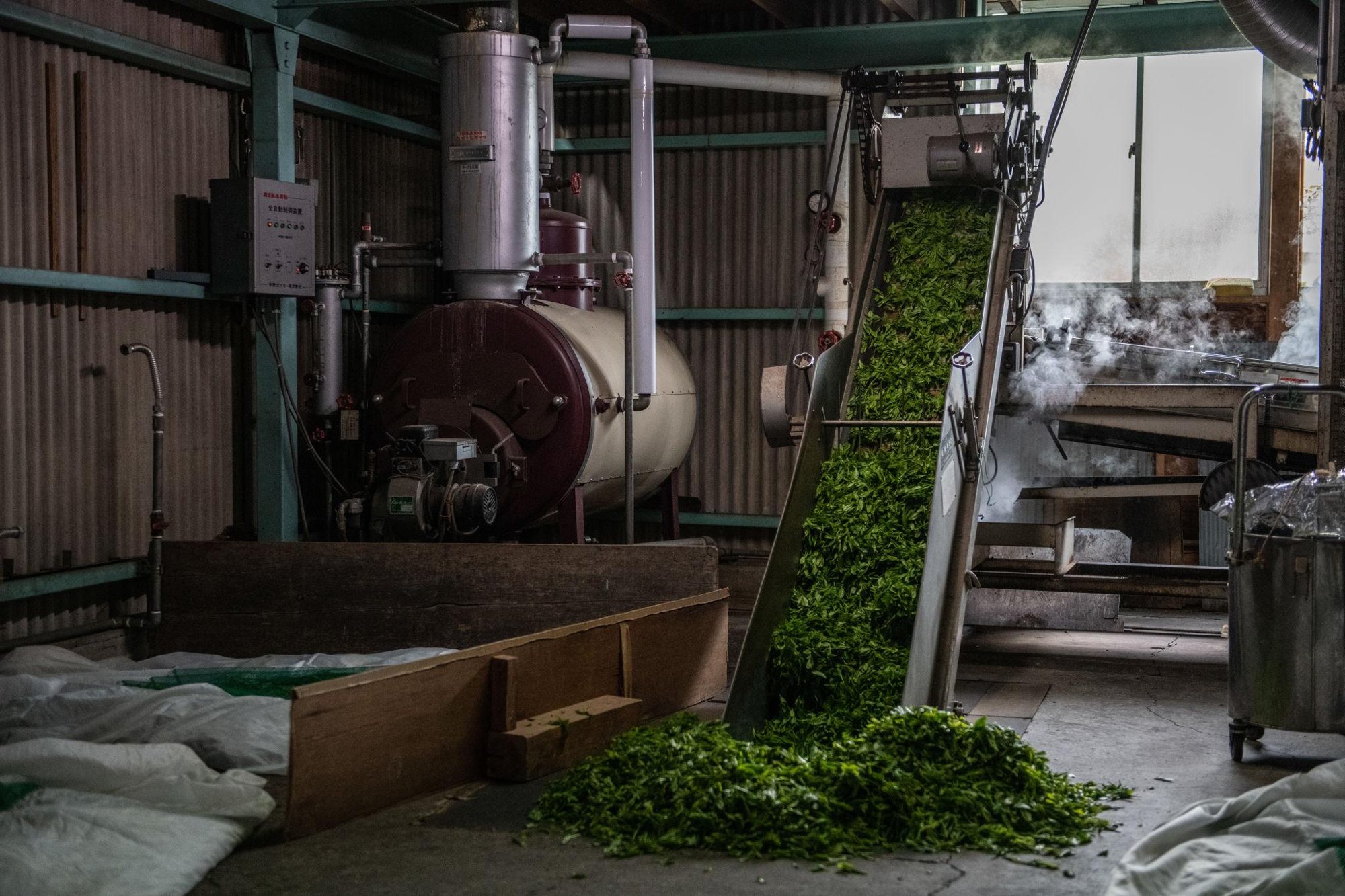 Fresh leaf entering the processing line.