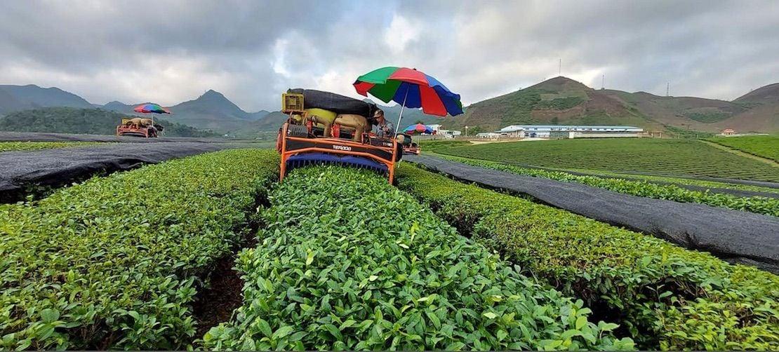 Mechanical harvest on the plateau rows.