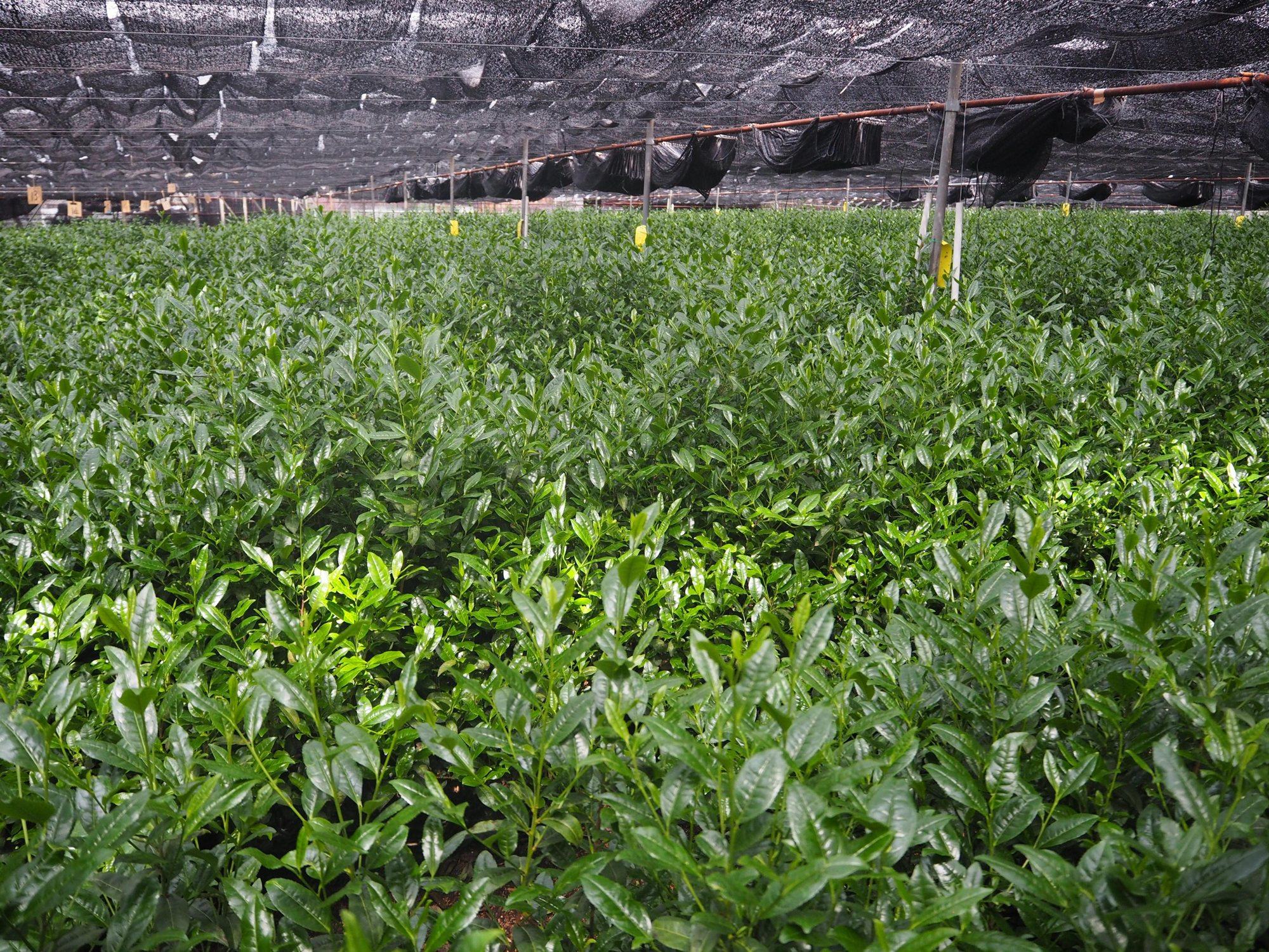 Satoen's tea fields under shading nets in Vân Hồ.