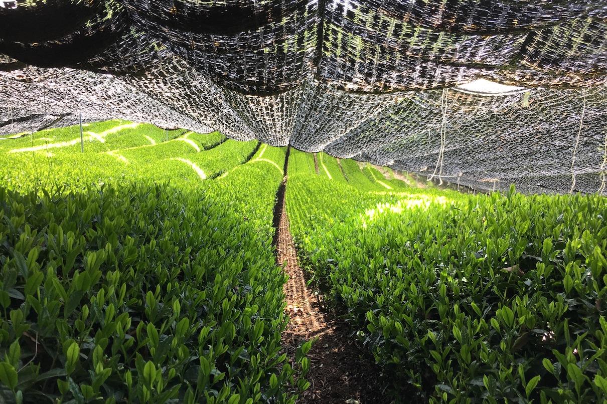 Under the netting: fifteen to twenty days of shade.