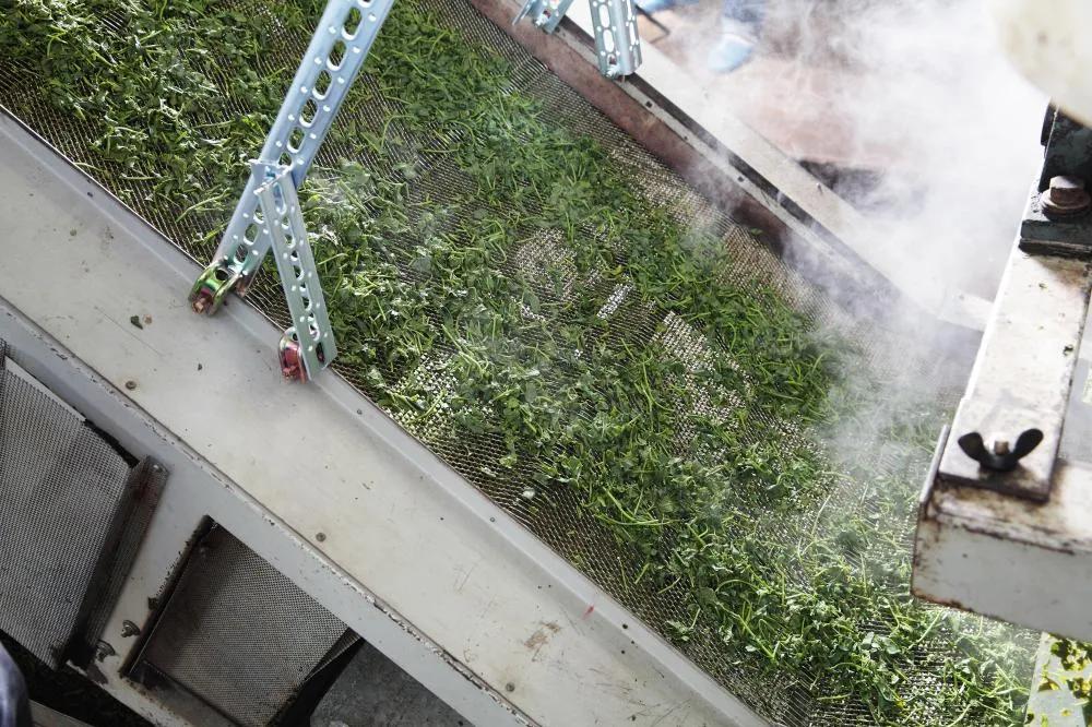 Leaf on the steaming line.
